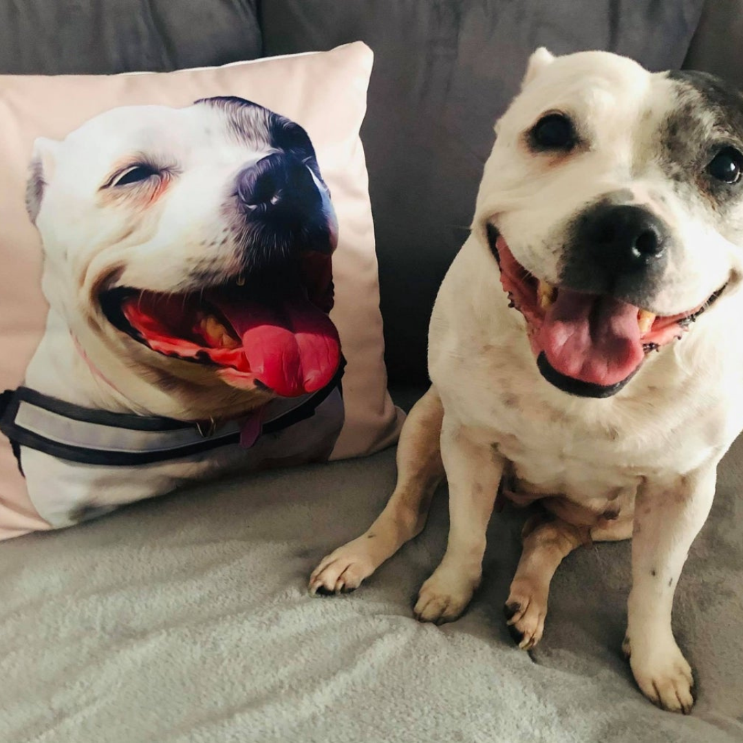 pet face pillow